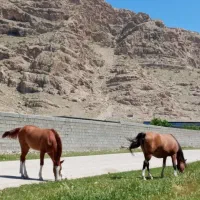 فروش اسب و مادیان دره شوری|اسب و تجهیزات اسبسواری|شیراز, وزیرآباد|دیوار