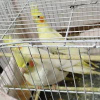 عروس هلندی...|پرنده|شلمان, |دیوار