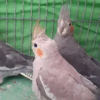 عروس هلندی|پرنده|اردبیل, |دیوار