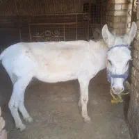 فروش خر ( نر ) نژاد کوتا برای بار کشی