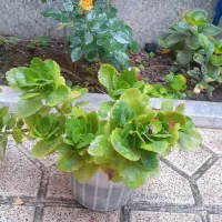 گل و گیاه‌طبیعی|گل و گیاه طبیعی|بناب, |دیوار