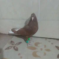 سرخ دم سفیدجوجه نر