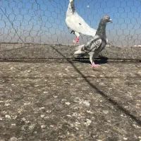 سه جفت هفت رنگ|پرنده|اقبالیه, |دیوار