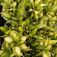 سانسوریا کلکسیونی