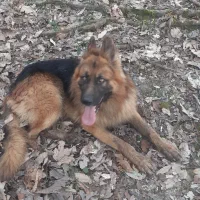 توله ژرمن شولاین اصیل|سگ|نشتارود, |دیوار