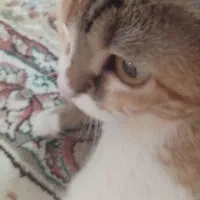 گربه واگذاری