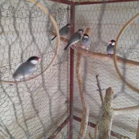 فروش ۸ عدد فنچ نرگسی