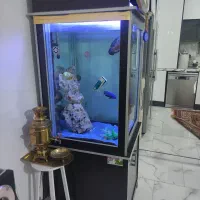 اکواریوم اب شیرین|ماهی|فردیس, فرامرزیه|دیوار