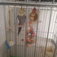 عروس هلندی|پرنده|زارچ, |دیوار