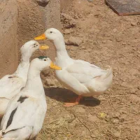 3 عدد اردک