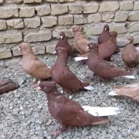 حدود ۵۵عدد کفتر نر دمبی و سرخ دم سفید