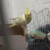 عروس هلندی ماده|پرنده|بندر ترکمن, |دیوار