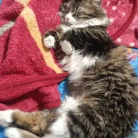 گربه سیبرین نر 5ماه هست