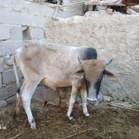 گوساله نره وگاو|حیوانات مزرعه|زابل, |دیوار