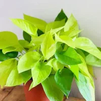 تبادل قلمه گل