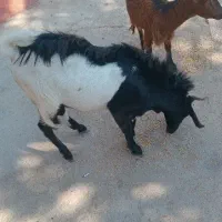 کهره|حیوانات مزرعه|اهرم, |دیوار