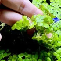 گیاه آکواریومی عدسی رو آبی
