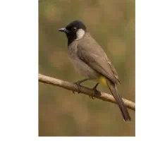 گمشده
