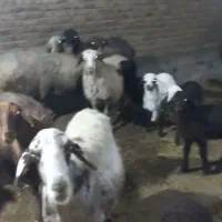 میش بره|حیوانات مزرعه|دورود, |دیوار