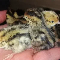 فروش جوجه بلدرچین