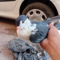 امری|پرنده|رفسنجان, |دیوار