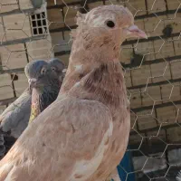 کفتر  جوجه  عکس اول  ۵ عددنر. دم سفید