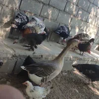 غاز محلی و اردک محلی طبیعی|حیوانات مزرعه|یاسوج, |دیوار