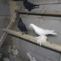 کبوتر|پرنده|تبریز, |دیوار