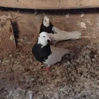 یه جفت طوقی سیاه|پرنده|اقبالیه, |دیوار