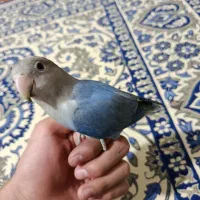 طوطی برزیلی دستی|پرنده|فولادشهر, C4|دیوار