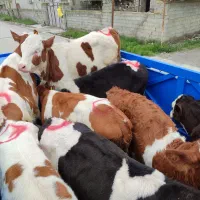 نمونه گوساله های داشتی وپرواری فروشی