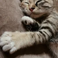 سرپرستی|گربه|تربت جام, پاسداران|دیوار