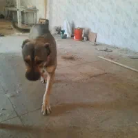 سگ سرابی گمشده|حیوانات|ملارد, |دیوار