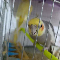پرنده مولد|پرنده|طبس, |دیوار