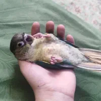 جوجه گرینچیک سرلاکی کاملا رام|پرنده|ری, شهادت|دیوار