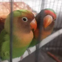 طوطی برزیلی