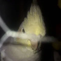 عروس‌هلندی‌ازسه‌ماه‌دارم‌تابه‌بالا