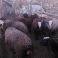 ۴۰۰۰۰۰|حیوانات مزرعه|خاوه, |دیوار