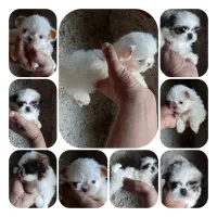 نیم وجبی ها|سگ|رشت, پسیخان|دیوار