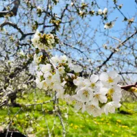 باغ ویلا دماوند جابان