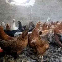 * فروش مرغ گلپایگانی اصل نژاد تخمگذار / تخفیف ویژه|حیوانات مزرعه|کاشان, خرمدشت|دیوار