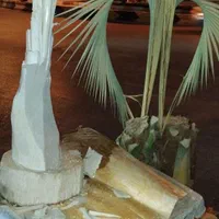 خریدوقطع نخل و درخت