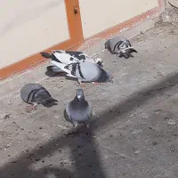 تعداد ۶ کبوتر پلاکی|پرنده|کهریزک, |دیوار