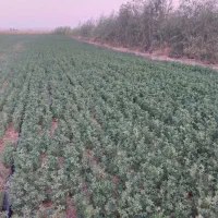 فروش-زمین-کشاورزی-و-باغ