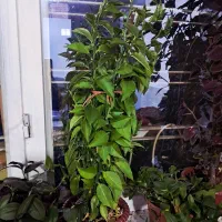 گل طبیعی حسن یوسف وپتوس و پدیلانتوس|گل و گیاه طبیعی|شیراز, گویم|دیوار