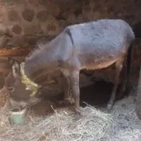 خر نر