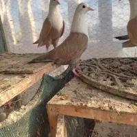 جوجه کلاغ مخمل