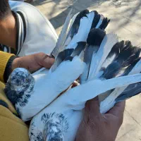 کله دمی سرجوزی|پرنده|بروجرد, |دیوار