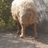 قوچ ۳سال