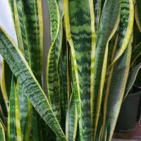 گیاهان آپارتمانی|گل و گیاه طبیعی|امامزاده عبدالله, |دیوار